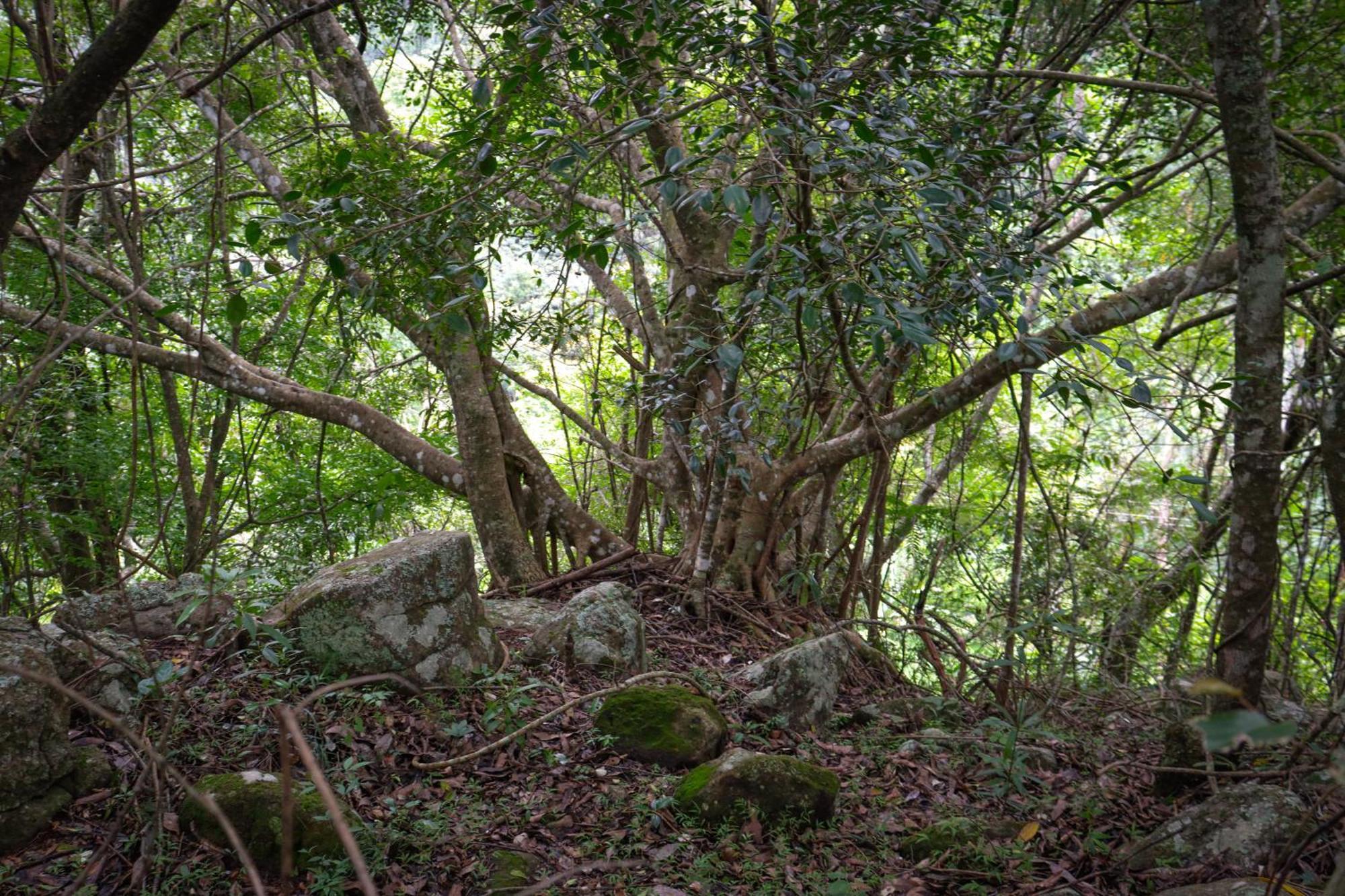 Rock N Fall Nature Resort Ella Exterior foto